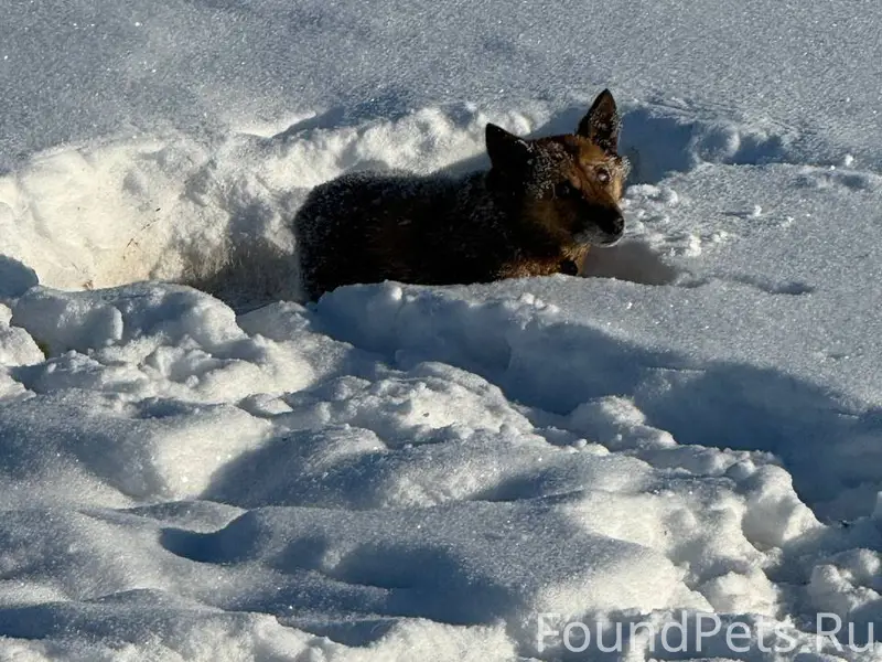 🚨 СРОЧНО! ПОМОГИТЕ НАЙТИ ХОЗЯЕ...