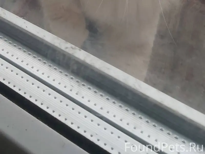 Пропал кот. Гуляет в районе ул...