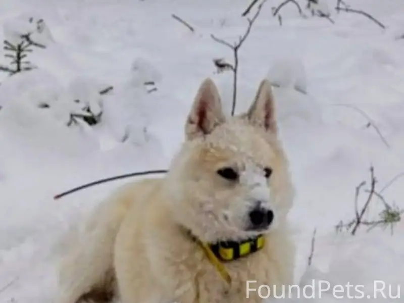 Г. Боровичи. Убежала собака, с...