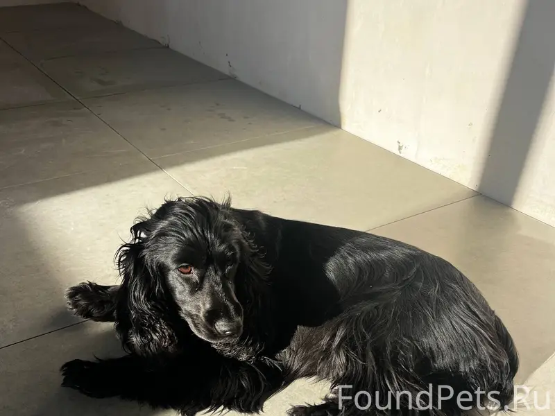 Кто потерял собаку? Была в рай...