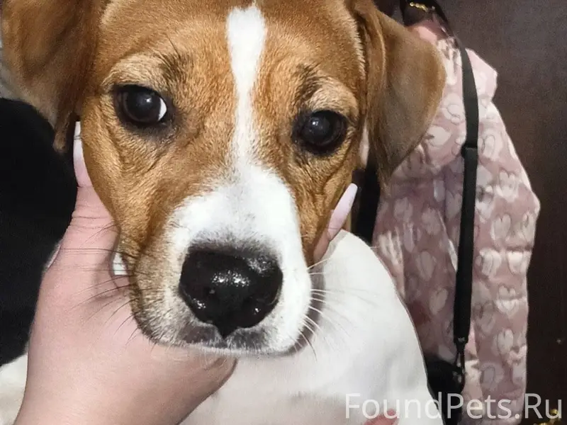 Найдена собака джек рассел тер...