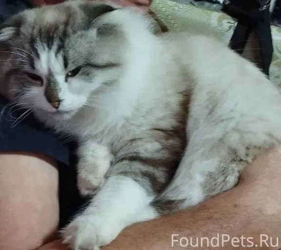 Пропал кот Пропал в районе ули...