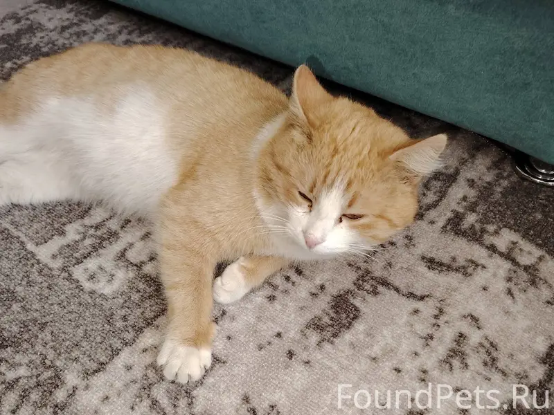 ‼️‼️‼️ НАЙДЕН КОТ‼️‼️‼️ У КБ п...