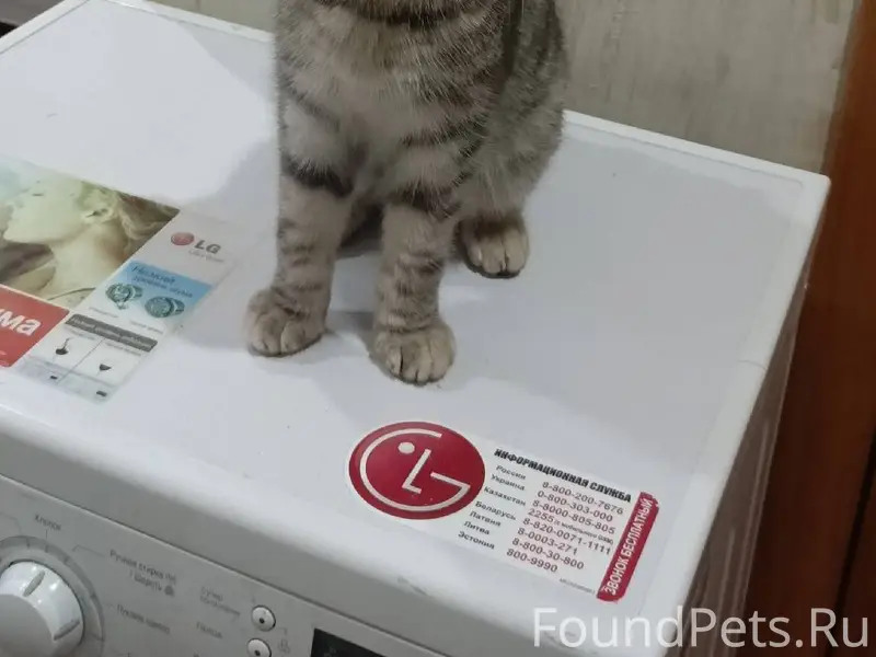 Найден кот!!! Ищем хозяев!!! Д...