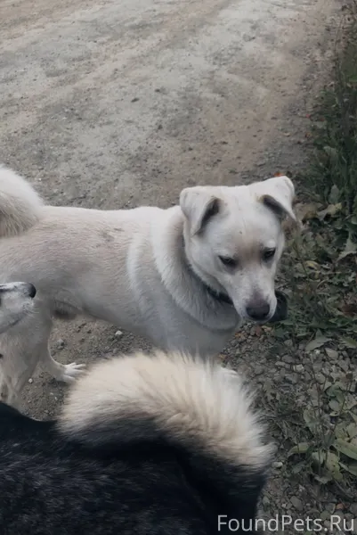 Потерялась собака(на фото) вче...