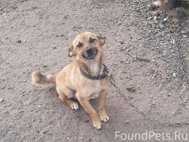 ПРОПАЛА СОБАКА. С 20 на 21...