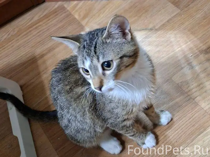 Рядом с подъездом найден котик...