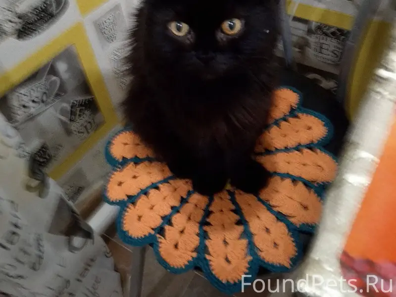 Пропал кот, чёрный, пушистый н...