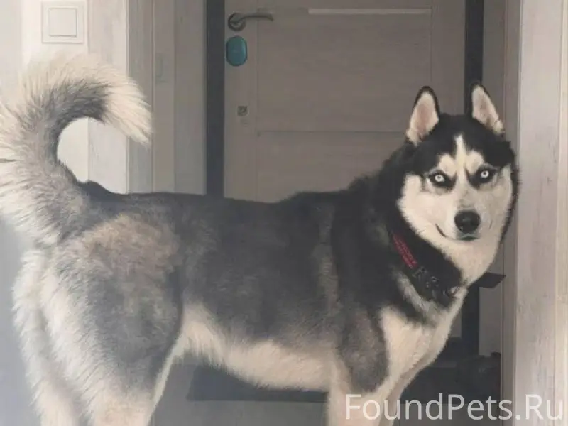 ПРОПАЛА СОБАКА Порода: хаски П...
