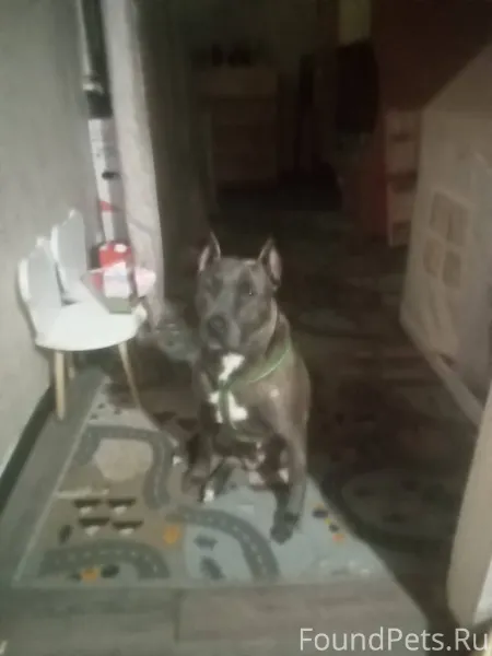 Потерялась собака , просьба к ...