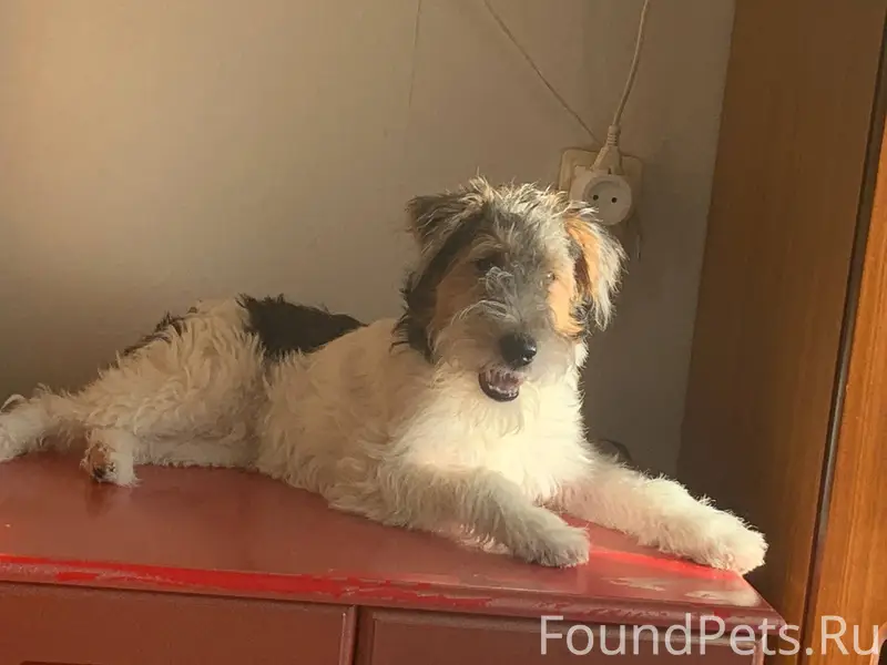 ❗Убежала собака Фокс терьер. К...