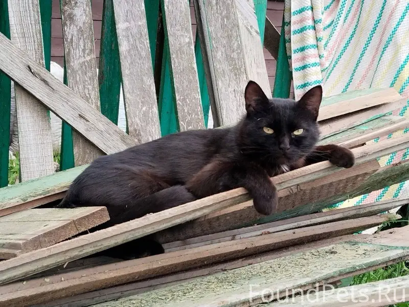Пропал кот, кличка Барсик. С у...