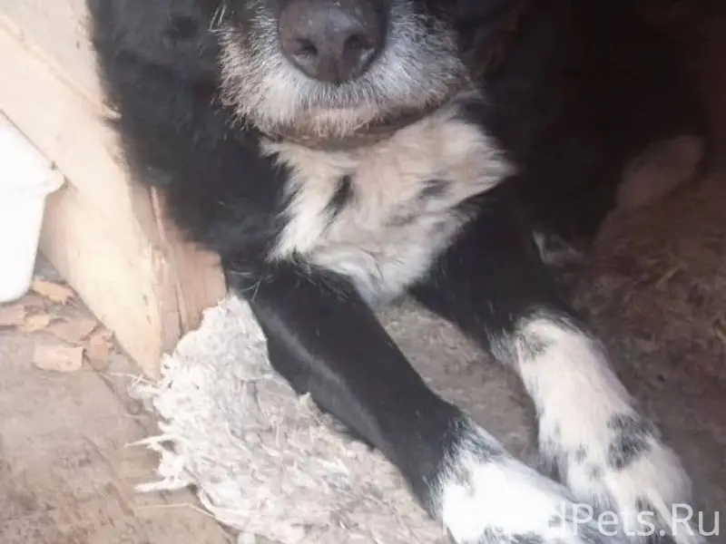 Пропала собака, Некрасовское ш...