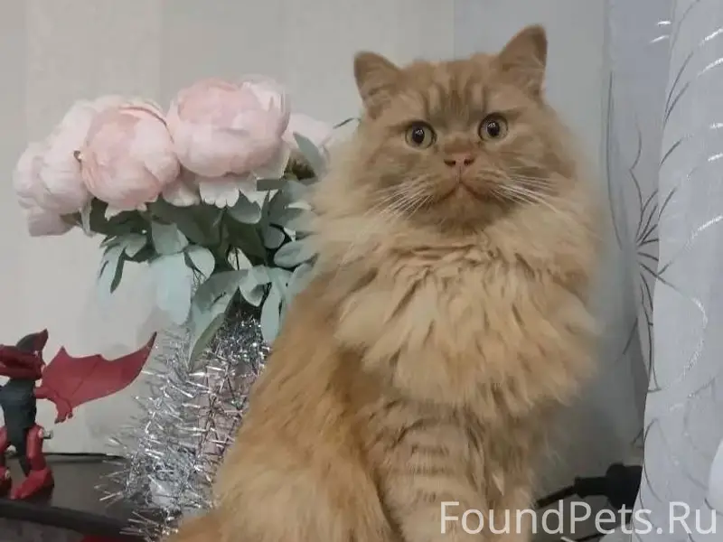 ‼️Пропал кот , кличка «Симба» ...