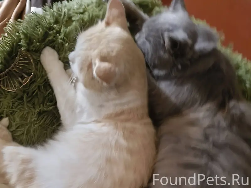 Пропал кот в п. Кировский по.....