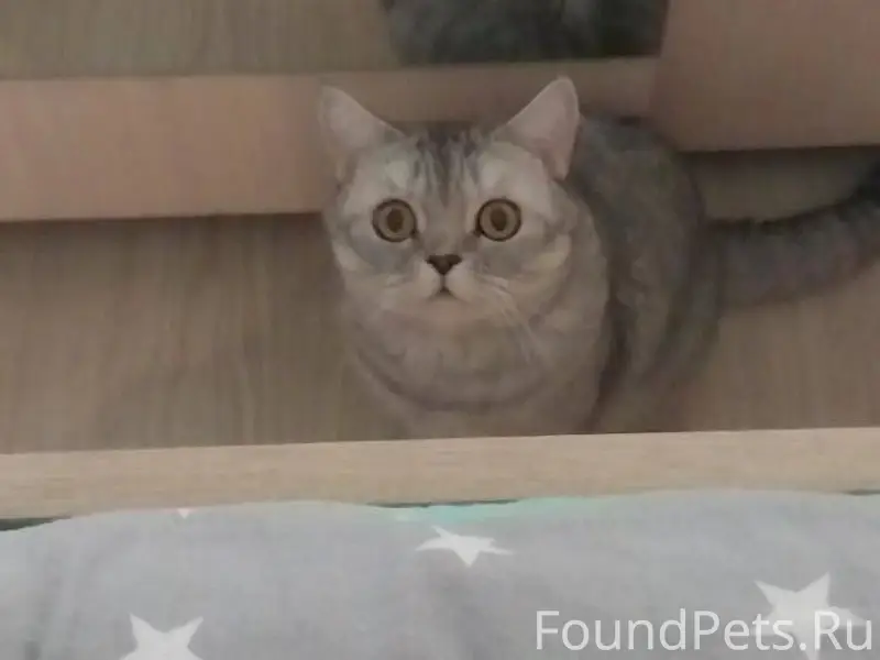 ПРОПАЛА КОШКА‼️Помогите вернут...