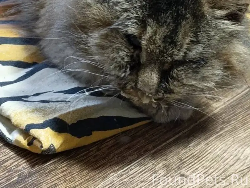 Кратово, Раменский район. Найд...