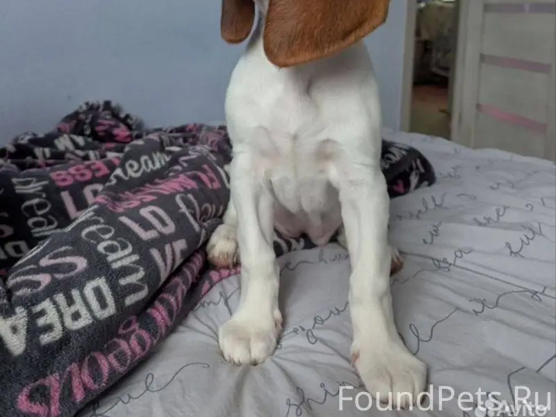 Потерялась собака в районе цен...