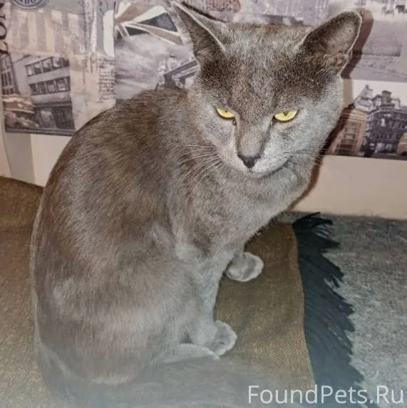 Нижний Тагил. Пропал кот Тишка...