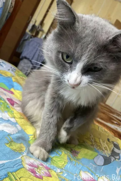 Пропал кот Серый с Зелёными гл...