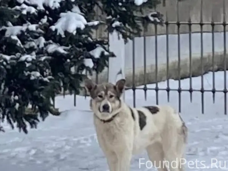 Пролетарка!Найдена собака! Нес...