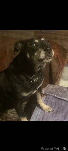 Потерялась взрослая, умная соб...