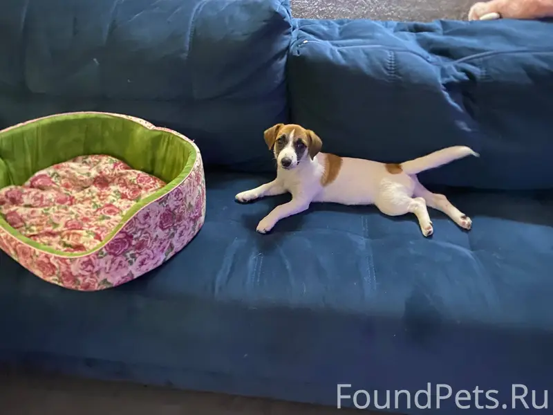 Потерялась собака породы Джек ...