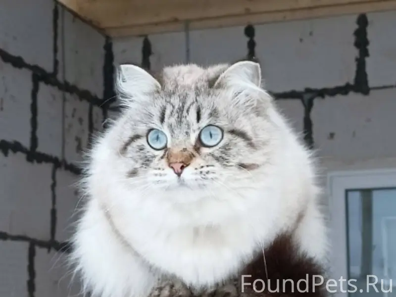 Пропал кот в Поповке . Ушёл из...