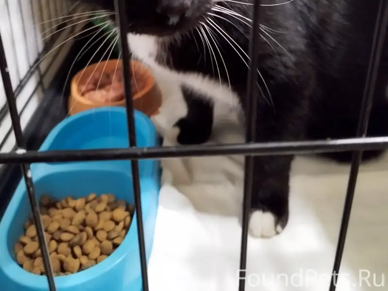 Поздно ночью найден кот на ул....