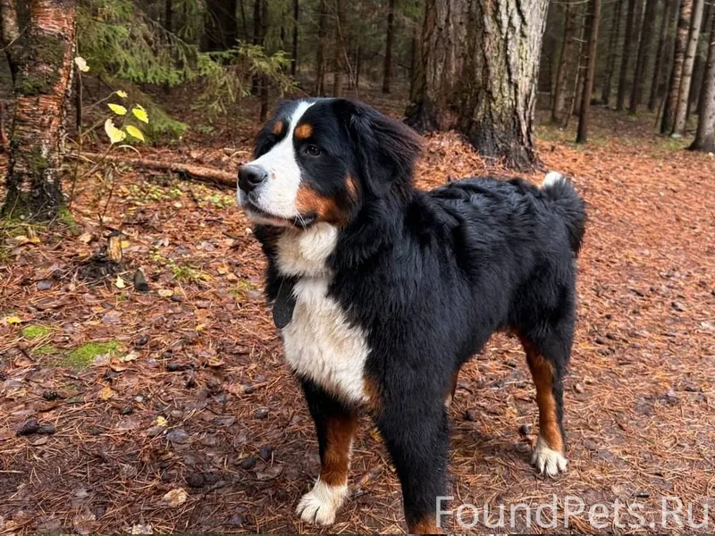 Потерялась собака: Кличка: Бер...