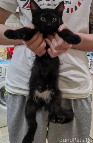 Найден черный котенок, девочка...