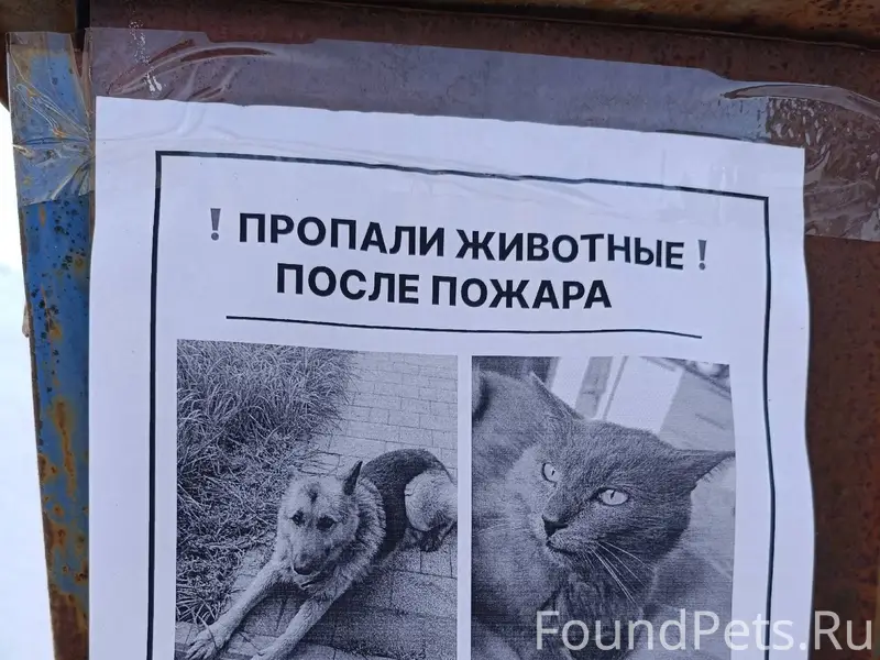 СРОЧНО‼️🆘РОЗЫСК, ‼️пропали кот...