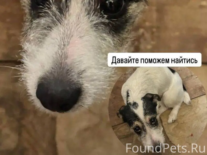 ♻️ОБЪЯВЛЕНИЯ♻️ 🆘🆘🆘 Найдена соб...