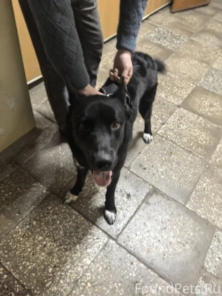 Найдена собака район смычка, 8...