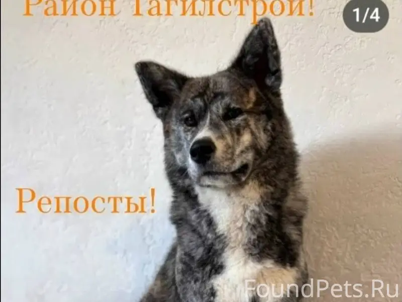 Нижний Тагил, 🆘, 🆘, 🆘!!! Друзь...