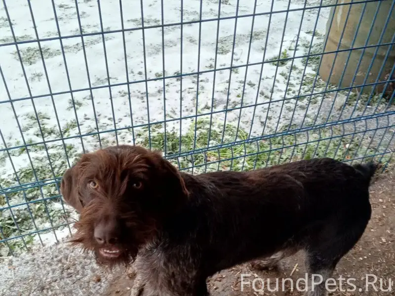 Пропала собака сучка щенок.вче...