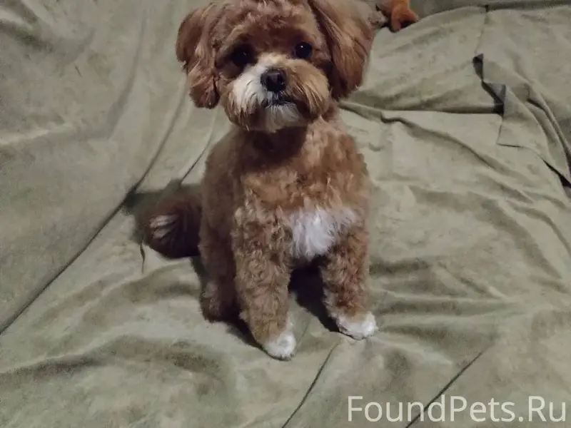 ПРОПАЛ ЩЕНОК маленький в район...