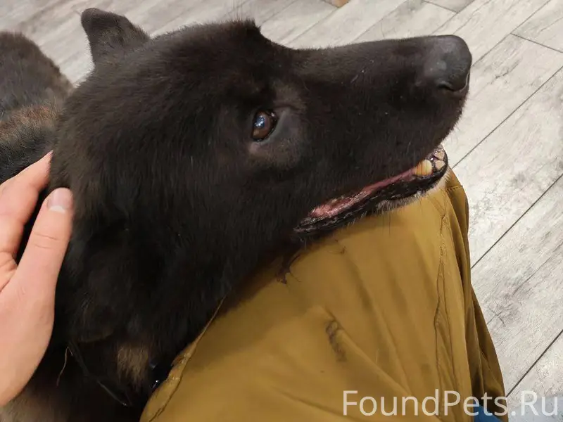 Кто потерял собаку? Бегала в р...