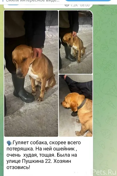 Потерялась собака 🐕‍🦺 чья соба...