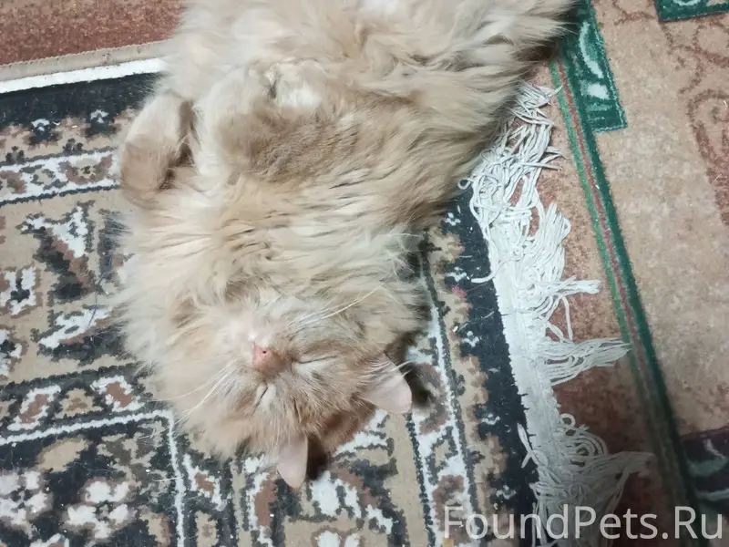 Вчера на улице Жасминовой проп...