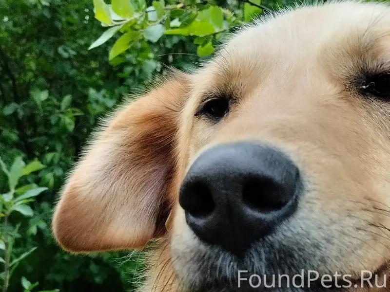 СЕВЕРОМОРСК 🆘🐶 РОЗЫСК СОБАКИ. ...