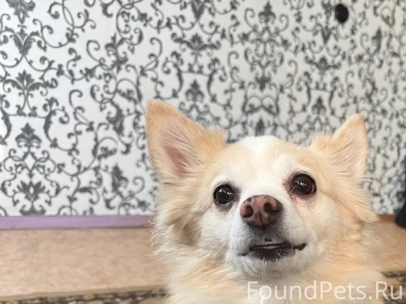 Убежала собака зовут Микки При...