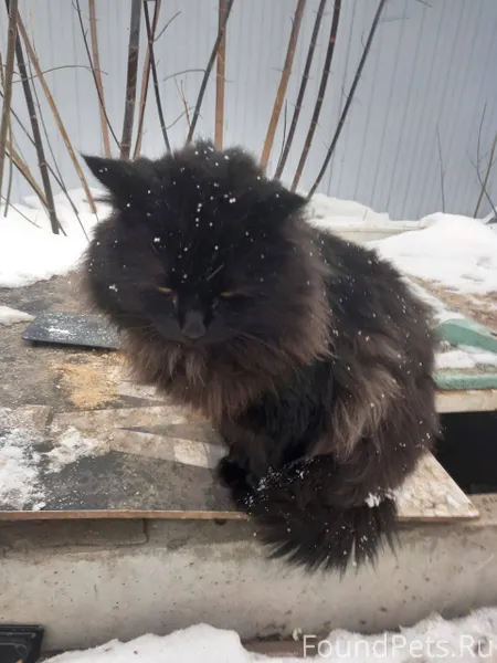 Тольятти. Найдена кошка!Помога...