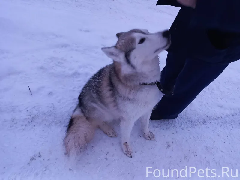 У кого потеряла собака? С ошей...