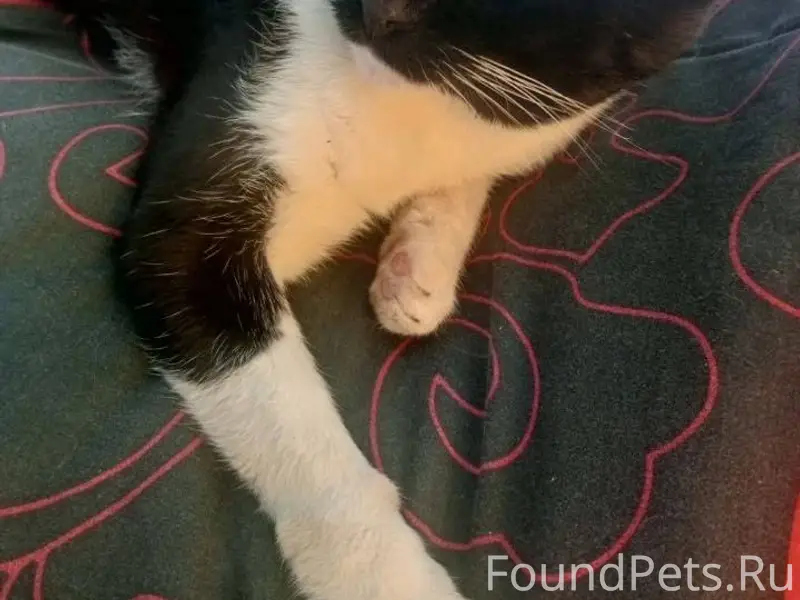 Пропал кот кто видел напишите ...