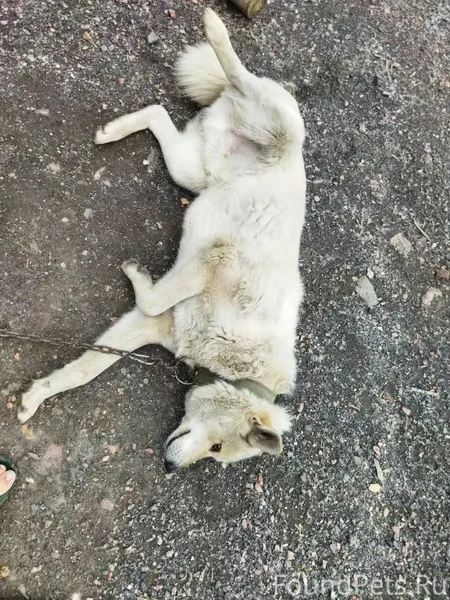 Доброе утро, потерялся пёс Дал...