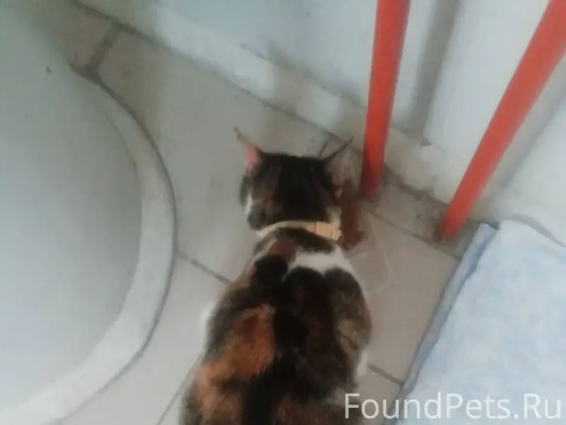 Найдена кошка. Замерзала под б...