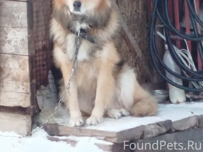 Во время пожара в поселке Стре...