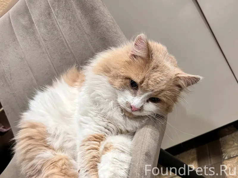 Пропал кот в районе Лужки!!! М...