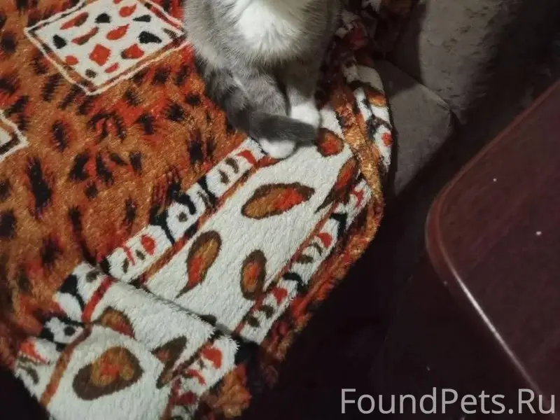 Пропал котенок пол женский не ...
